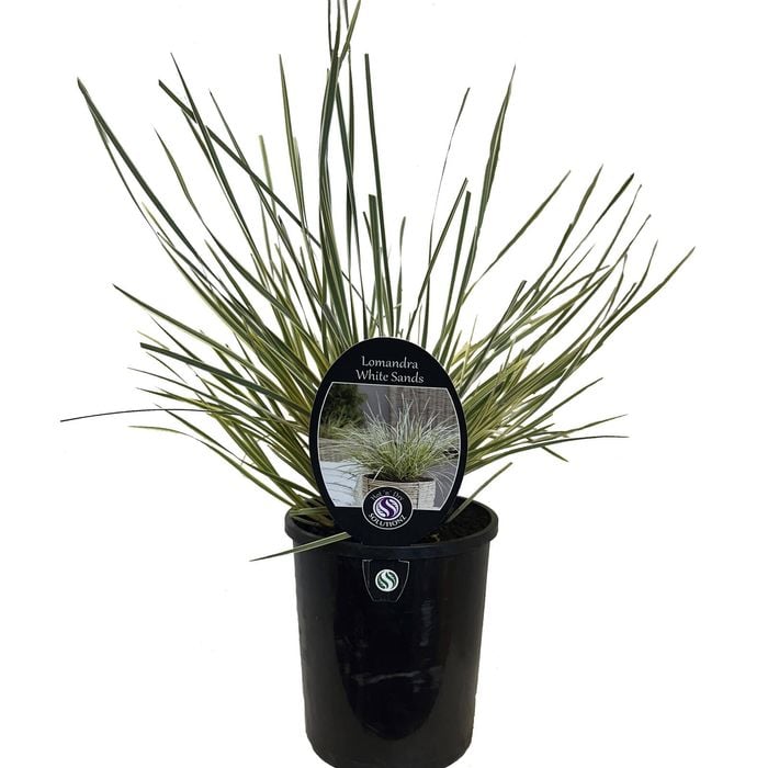 1.5L Lomandra White Sands