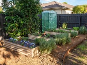 A garden with three raised plant beds.