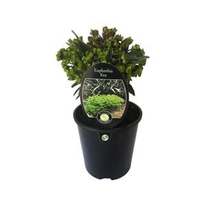 1.9L Euphorbia Kea - Euphorbia characias 'Kea'