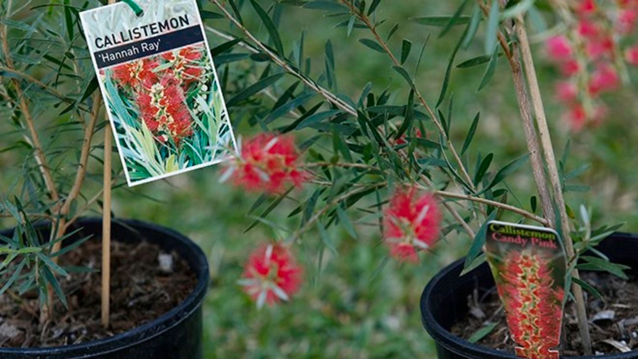 Callistemon 'Hannah Ray' plants in pots
