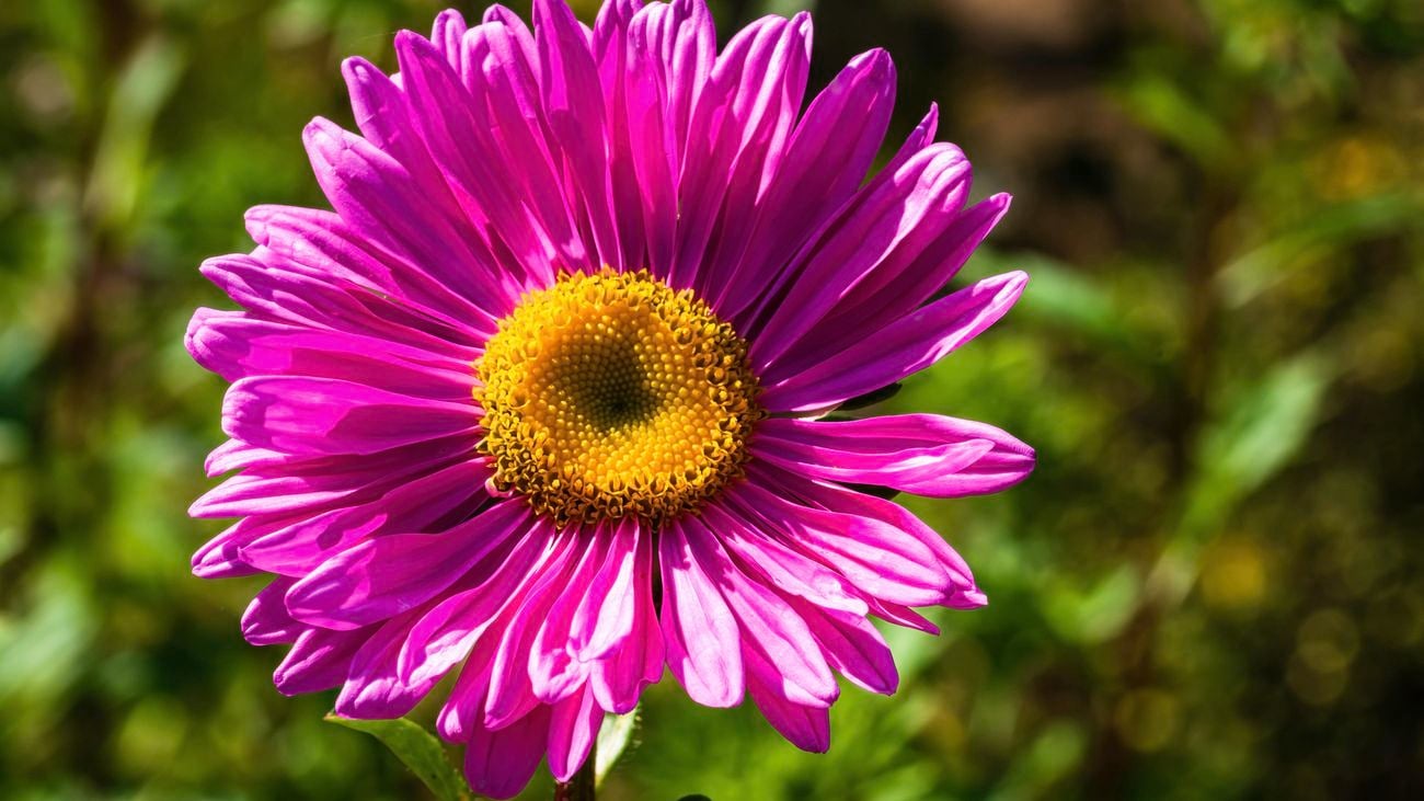 A purple aster flower