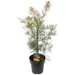 200mm Grevillea Outback Sunrise - Grevillea hybrid 'GR28' PBR