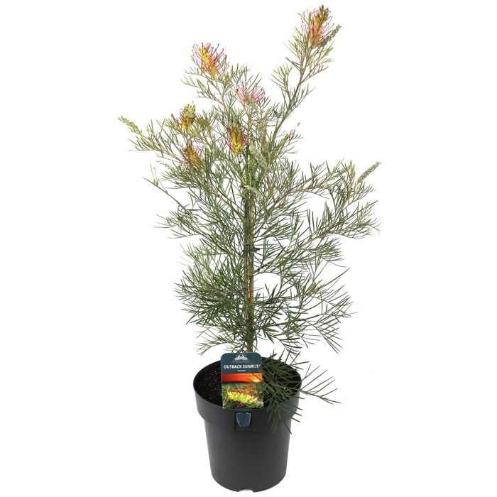 200mm Grevillea Outback Sunrise - Grevillea hybrid 'GR28' PBR