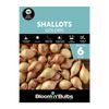 Bloomin' Bulbs Golden Shallots - 6 Pack