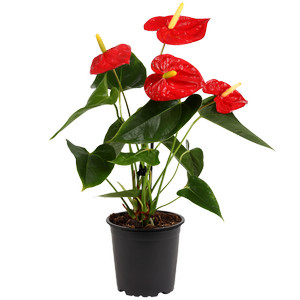140mm Anthurium Nevada - Anthurium andreanum
