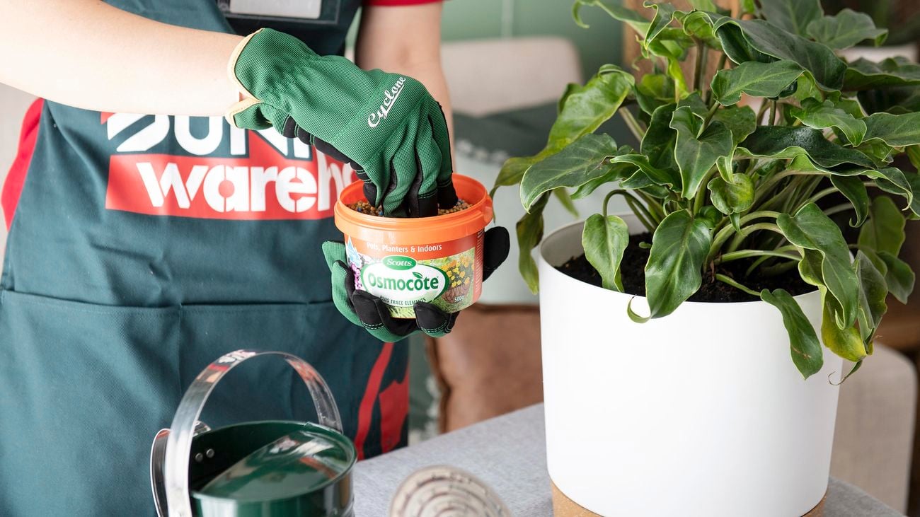 Person feeding a philodendron plant.