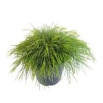 2.4L Acacia Limelight- Acacia cognata