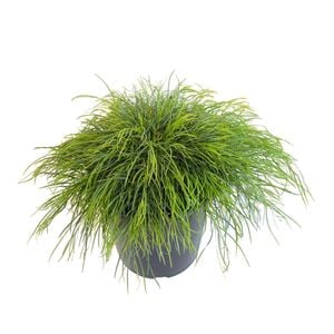 2.4L Acacia Limelight- Acacia cognata