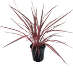 180mm Electric Pink Cordyline - Cordyline banksii