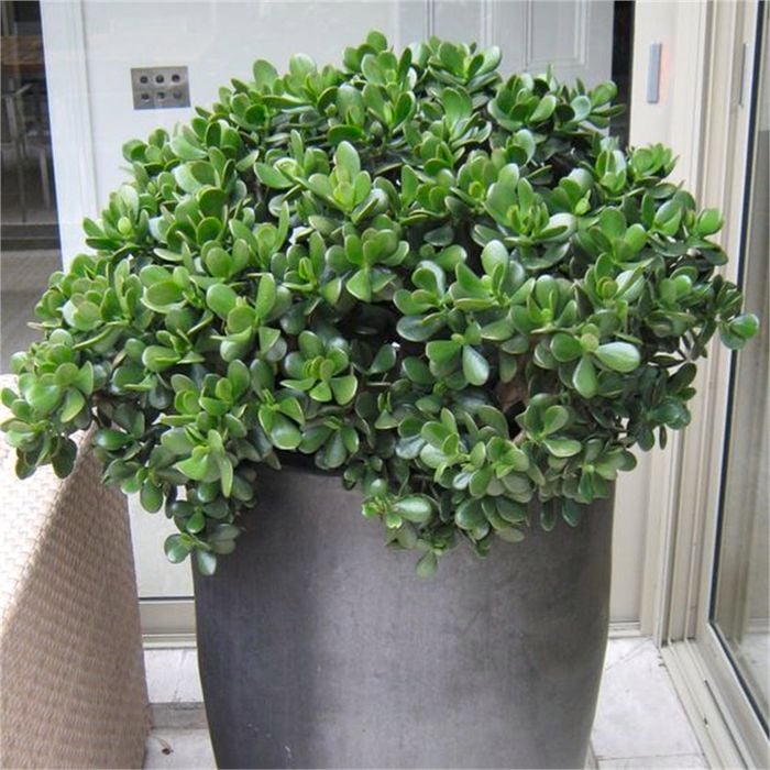 200mm Assorted Jade Plant - Crassula ovata