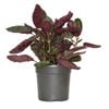 120mm Red Flame Ivy Purple Waffle Plant - Hemigraphis Exotica