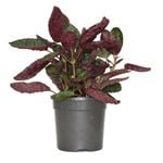 120mm Red Flame Ivy Purple Waffle Plant - Hemigraphis Exotica
