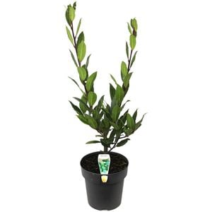 200mm Bay Tree - Laurus nobilis
