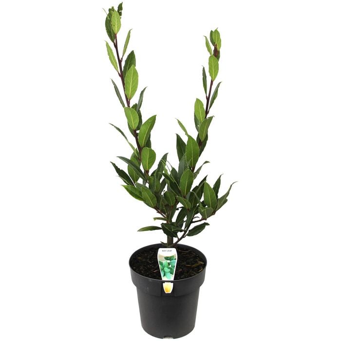 200mm Bay Tree - Laurus nobilis
