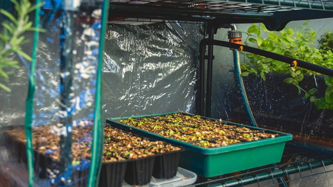 Two trays of seedlings in a greenhouse.