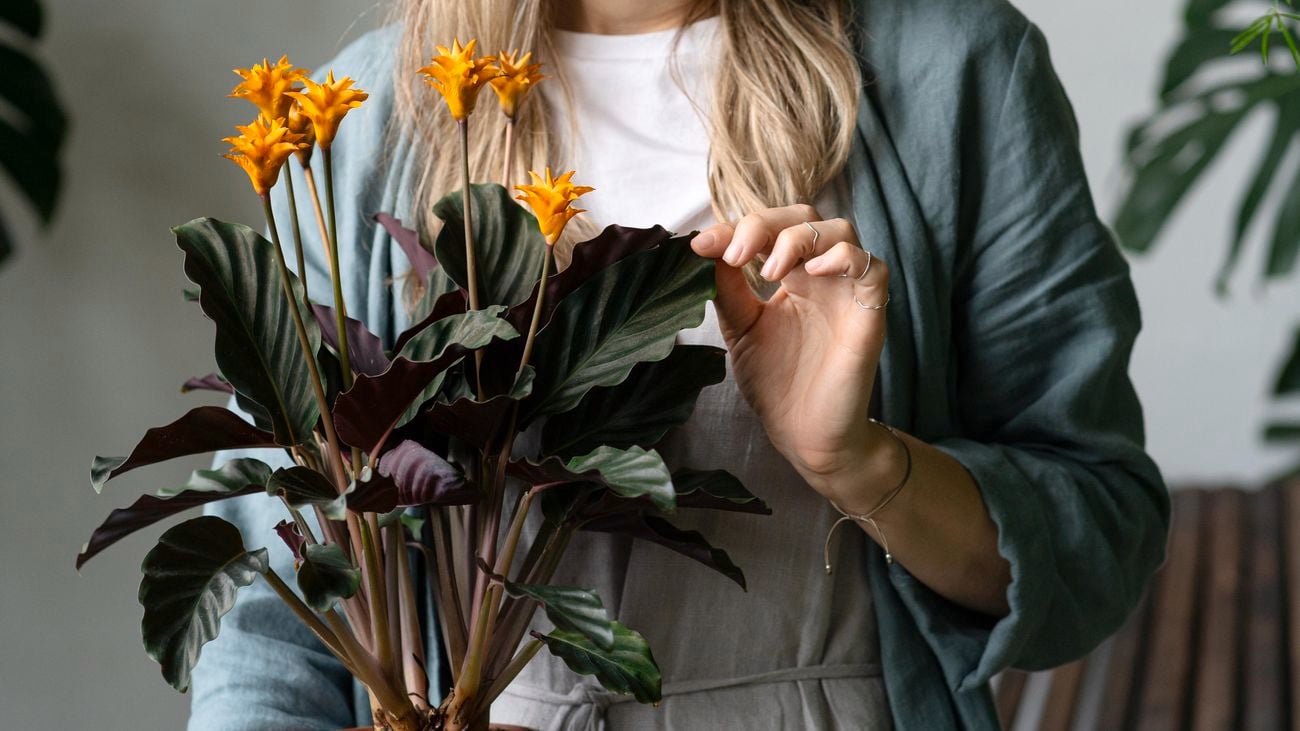Woman holding a flowering plant in an orange pot