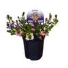 19cm Triple Treat Scaevola - Scaevola - Gardening Solutionz