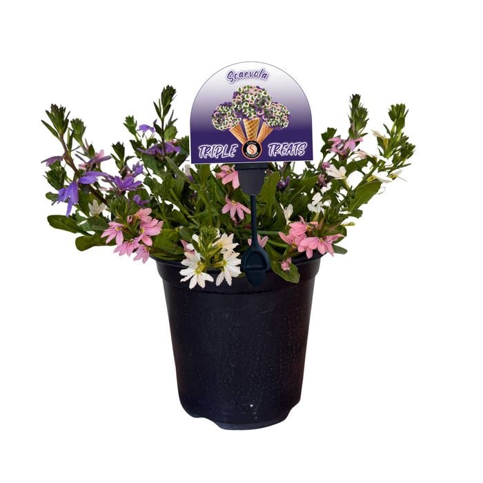 19cm Triple Treat Scaevola - Scaevola - Gardening Solutionz
