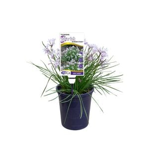 140mm - Tulbaghia Border Star Starlet