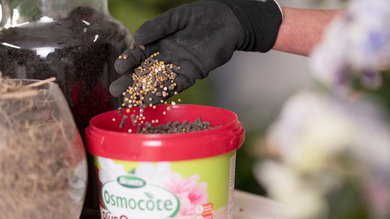 Dropping Scotts Osmocote slow-release fertiliser back into the containers.
