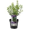 140mm Pittosporum Green Pillar - Pittosporum tenuifolium