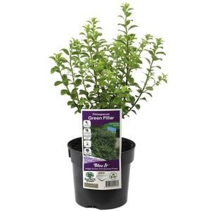 140mm Pittosporum Green Pillar - Pittosporum tenuifolium