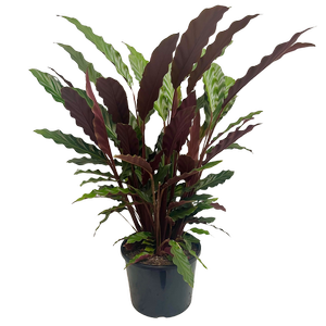 200mm Velvet Calathea - Calathea rufibarba