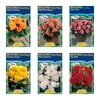 Fiesta Flower Bulbs Begonia Non Stop Tuberous