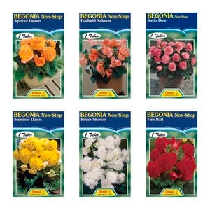 Fiesta Flower Bulbs Begonia Non Stop Tuberous