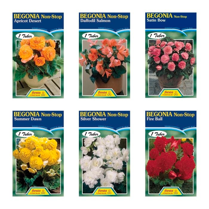 Fiesta Flower Bulbs Begonia Non Stop Tuberous