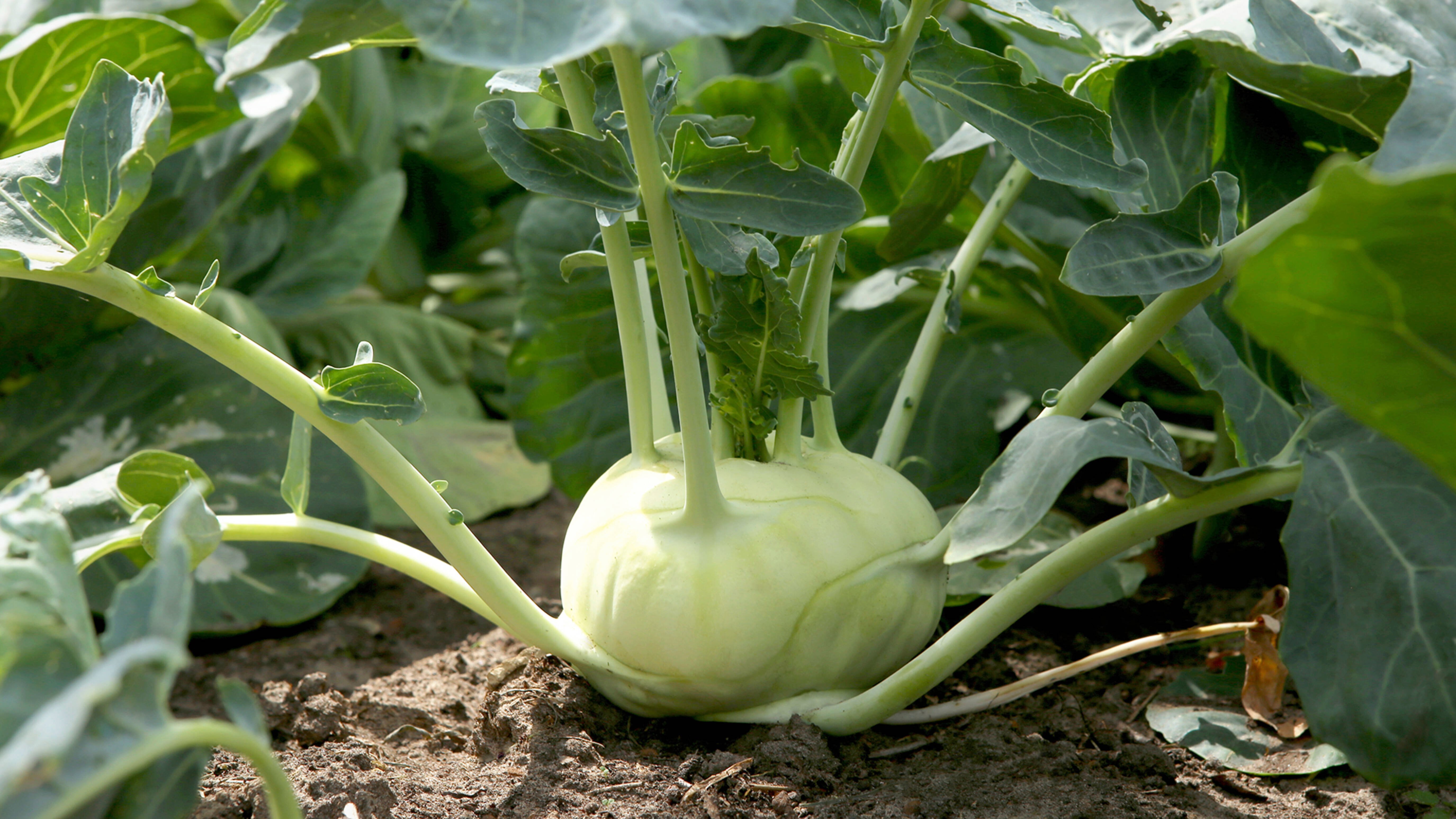 Purple kohlrabi bulbing above soil with mulch – an easy brassica to grow through New Zealand winter
