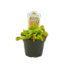 80mm Venus Fly Trap - Dionaea muscipula