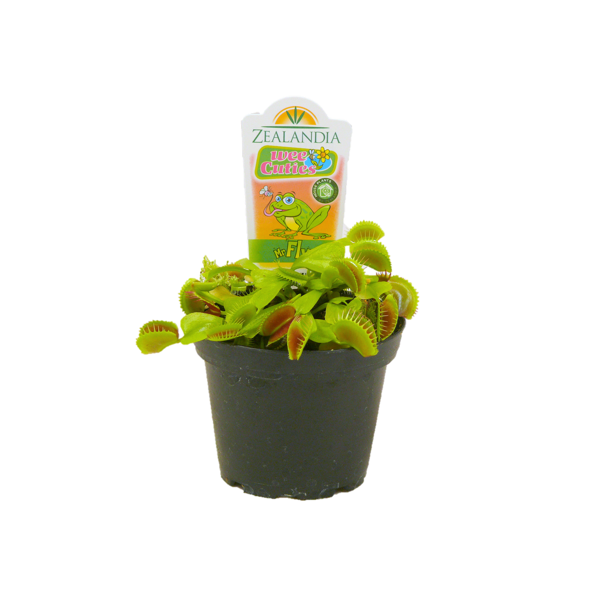 Venus fly traps bunnings discount