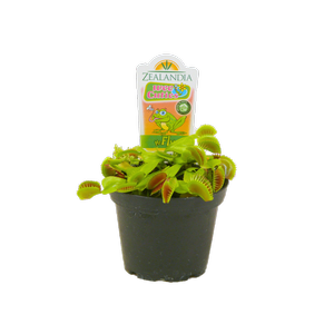 80mm Venus Fly Trap - Dionaea muscipula