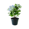 180mm Hydrangea Tea Time Blue - Hydrangea Machrophylla