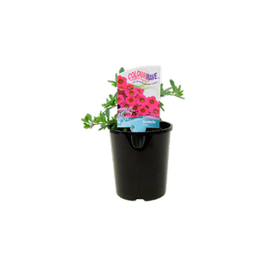 1.5L Sunbells Assorted - Calibrachoa hybrida