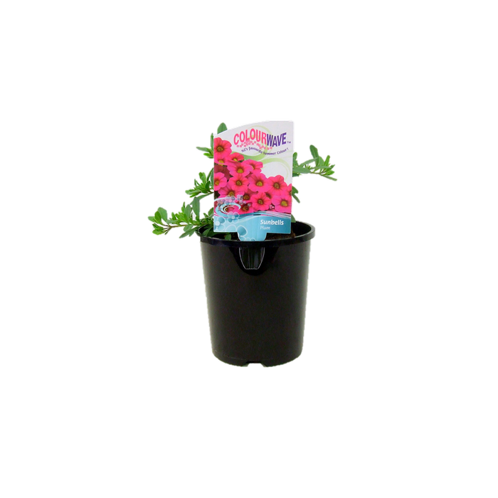 1.5L Sunbells Assorted - Calibrachoa hybrida