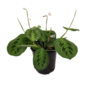 125mm Prayer Plant - Maranta leuconeura Lemon Lime
