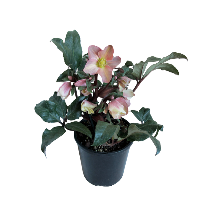 2.4L Helleborus Camelot ® - Hellebore