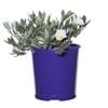 140mm Convolvulus Cneorum Silver Bush Cutting Hedge Range