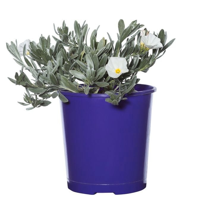 140mm Convolvulus Cneorum Silver Bush Cutting Hedge Range