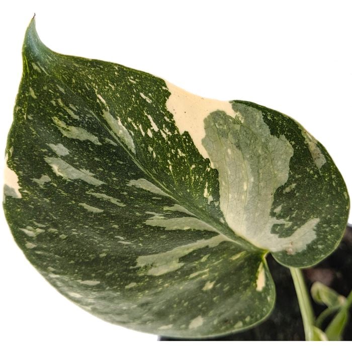 150mm Thai Constellation - Monstera Deliciosa Variegata