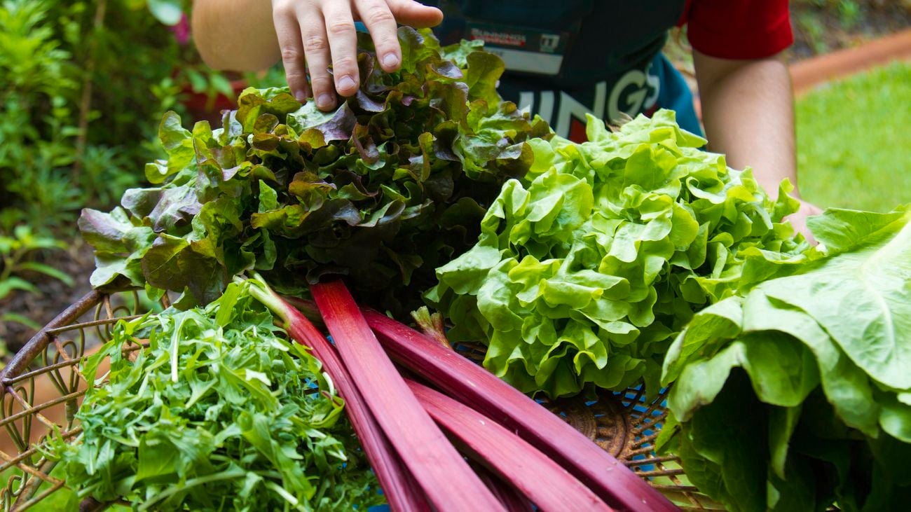 Harvested fruit and vegetables.