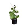 125mm Obovata Splash Hanging Basket - Hoya