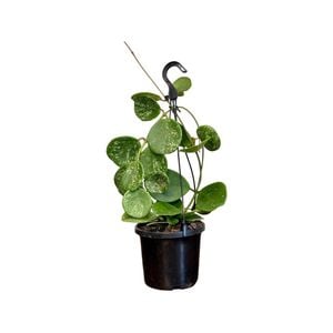 125mm Obovata Splash Hanging Basket - Hoya
