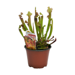 100mm Judith Hindel - Sarracenia 