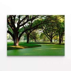 Samanea Saman Big Rain Tree  Print 100% Australian Made 120 x 90cm  (Stretched)