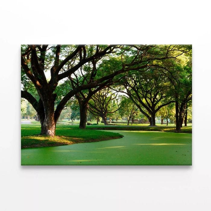 Samanea Saman Big Rain Tree  Print 100% Australian Made 120 x 90cm  (Stretched)