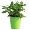 90mm Nudo Herbs Sage - Salvia officinalis 