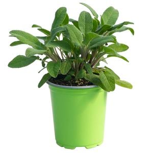 90mm Nudo Herbs Sage - Salvia officinalis 